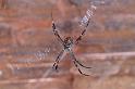 Argiope_ZZ307_D3477_Z_84_Karinji NP_Australie